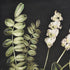 Elk Botanical Study II Framed Wall Art in Green Finish Model: S0016-10169