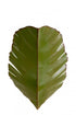 Varaluz in Banana Leaf 2 Light Sconce Model: 901K02