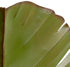 Varaluz in Banana Leaf 2 Light Sconce Model: 901K02